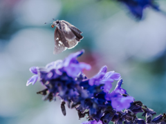 私は長い旅に・・・