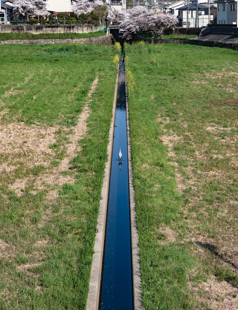 真っ直ぐな水路に佇む一羽のサギ