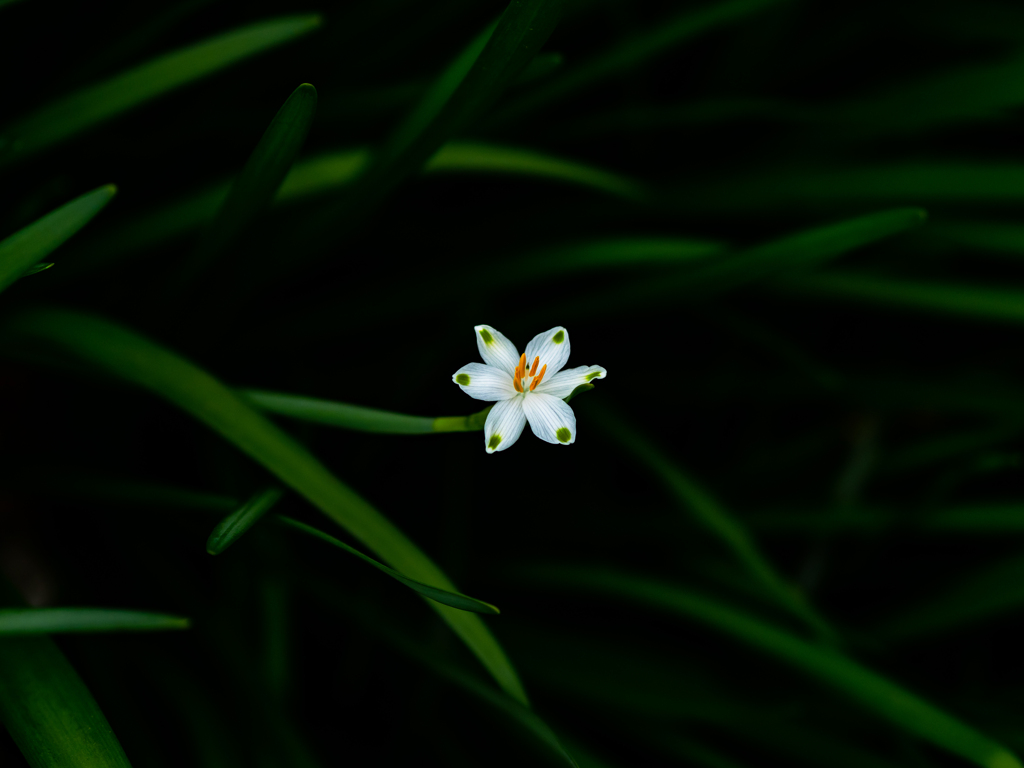 何故か一輪だけ上向いて咲いてたスノーフレーク