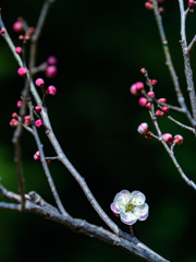 ほんのりピンク梅 2