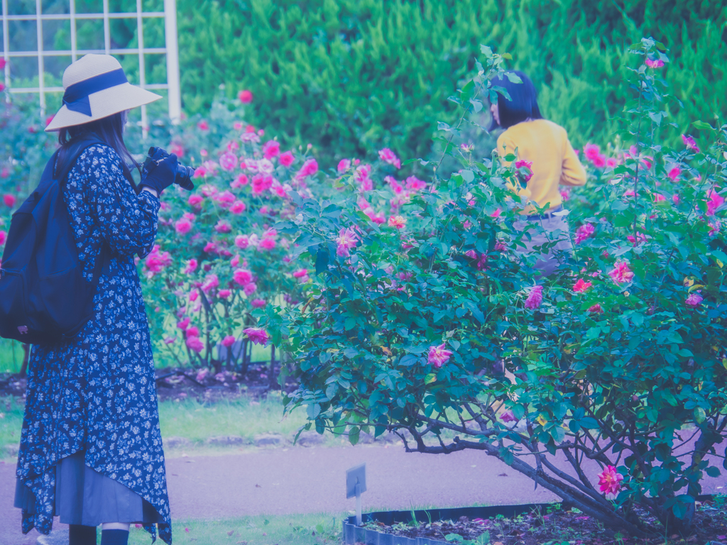 薔薇の前で固まる人