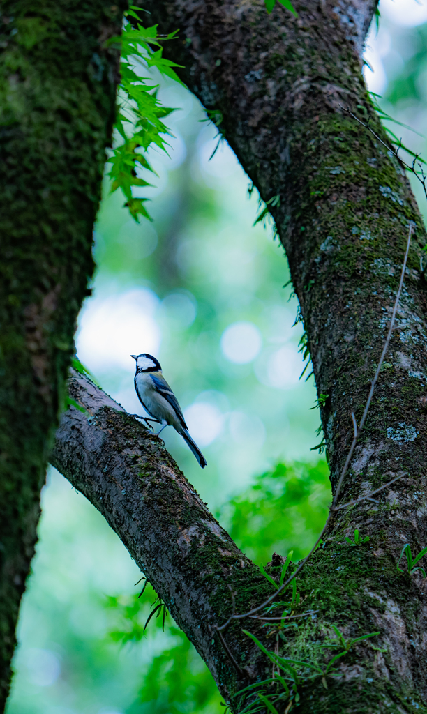 囲われた四十雀