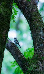 囲われた四十雀