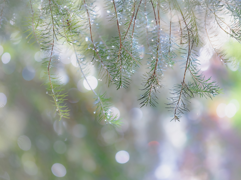 水滴キラキラ光ってる
