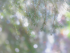 水滴キラキラ光ってる