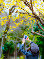 黄色い花を撮る人