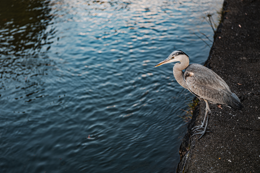 疎水のアオサギSO SWEET