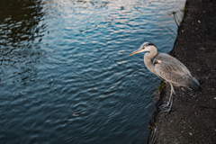 疎水のアオサギSO SWEET