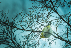 太っちょメジロさん逆光