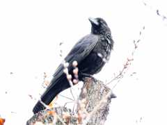 カラスもけっこうカッコイイ