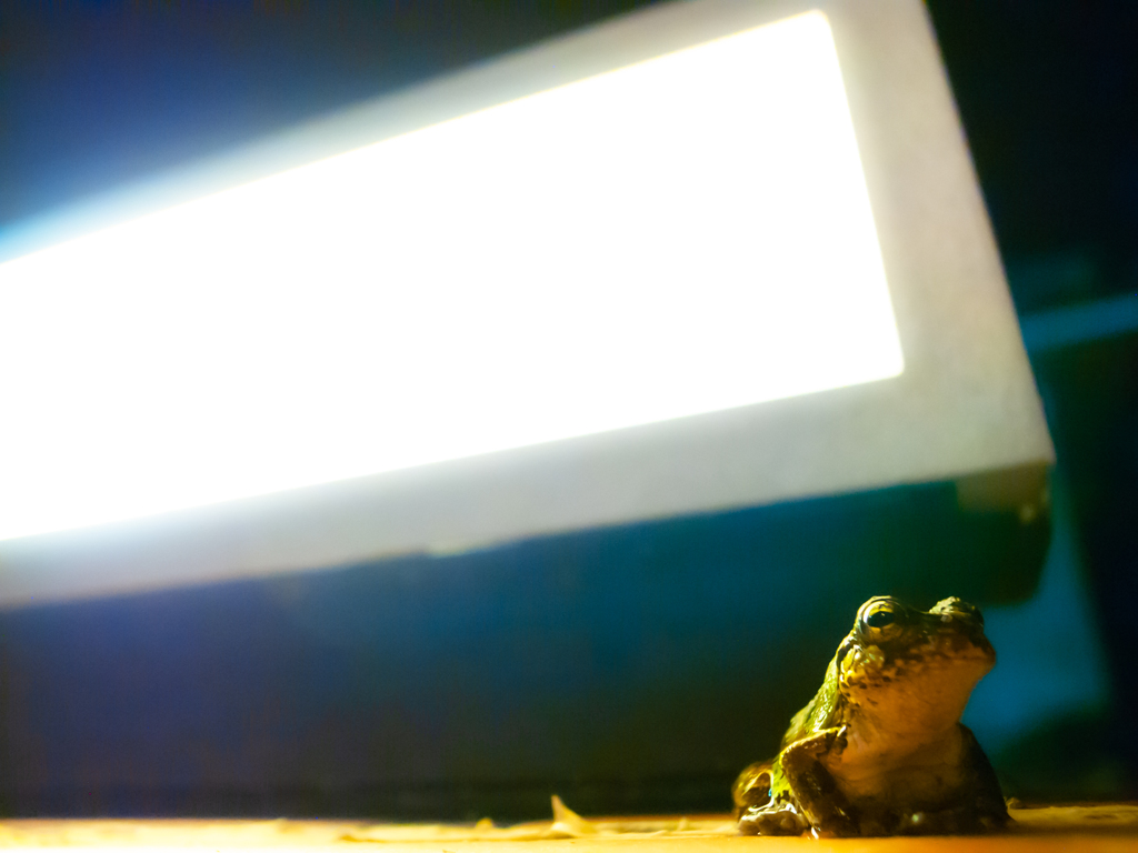 カエルの門番さん