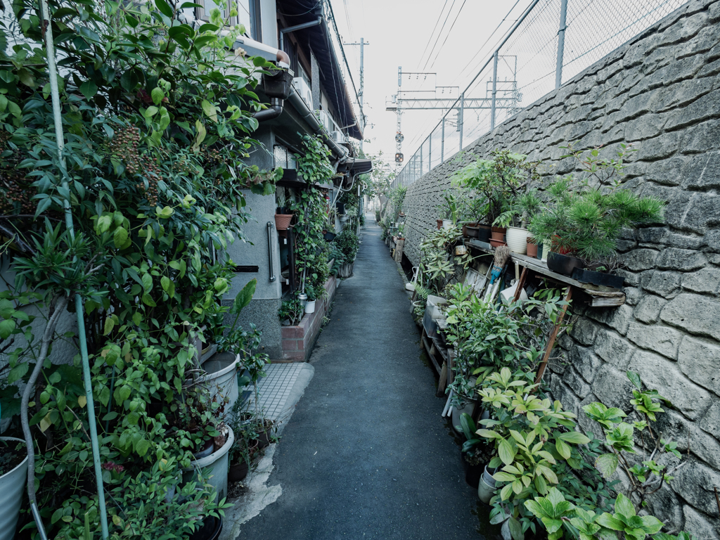 緑豊かな路地