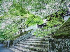 曼殊院の青紅葉だよ