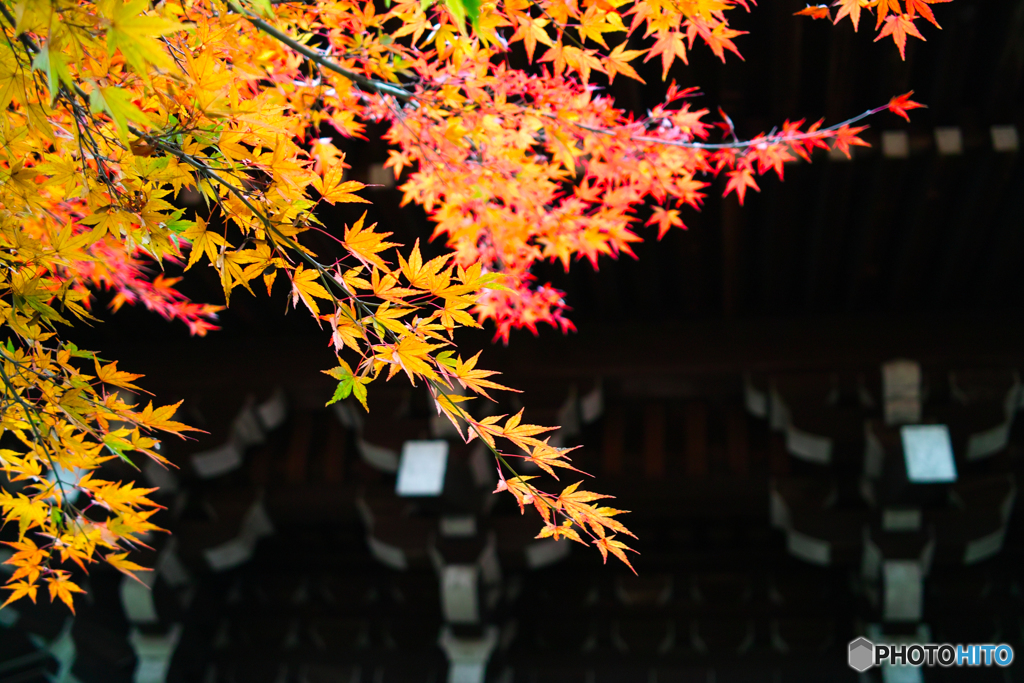 真如堂紅葉2