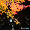真如堂紅葉2