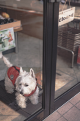 お休みの酒屋さんにいたワンちゃん