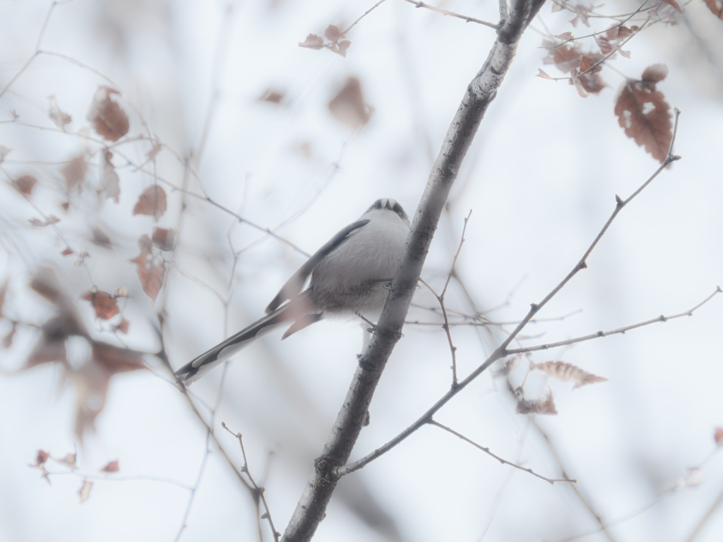 極寒の日のエナガさん