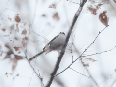 極寒の日のエナガさん