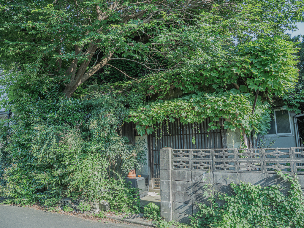 緑に飲み込まれる空き家
