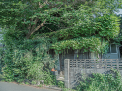 緑に飲み込まれる空き家