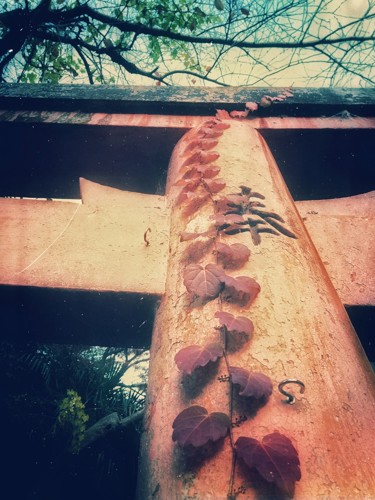 鳥居を這う蔦朱に染まる