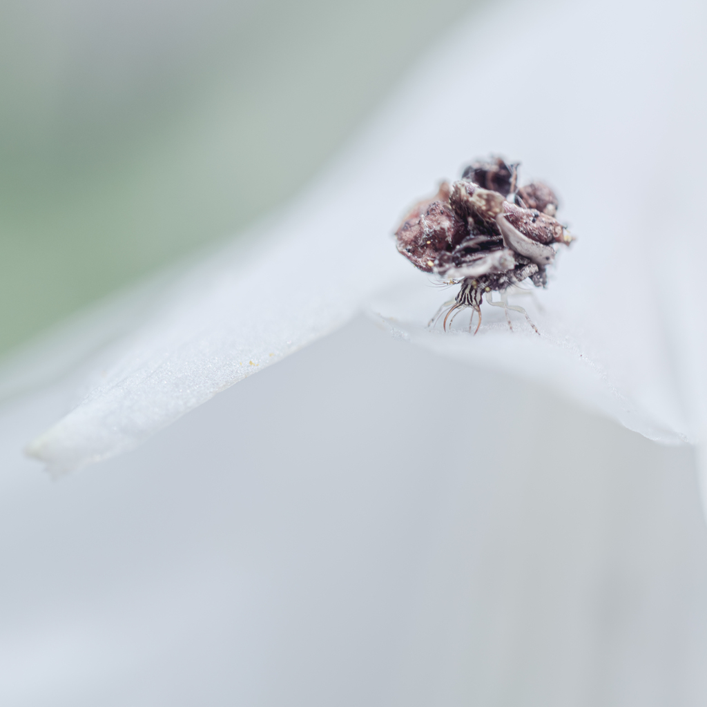 収集癖が治らない虫