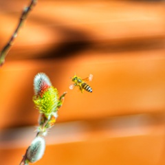 ネコヤナギに蜂