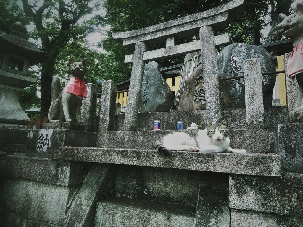 ニャンだっチミは！？
