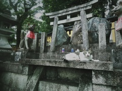 ニャンだっチミは！？