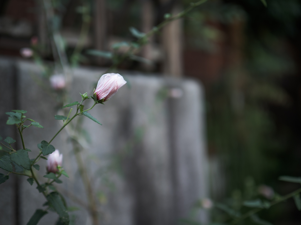 控えめな美しさ