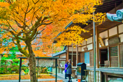 黄色い紅葉
