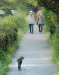 猫の散歩道