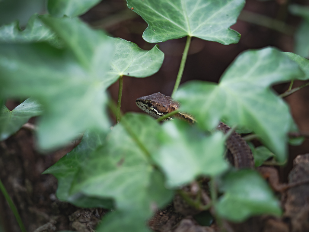 森の中のトカちゃん