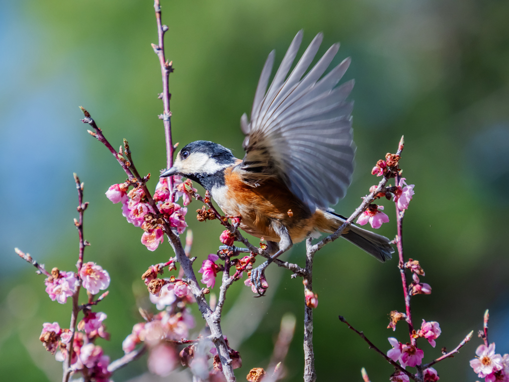 羽ばたくヤマちゃん
