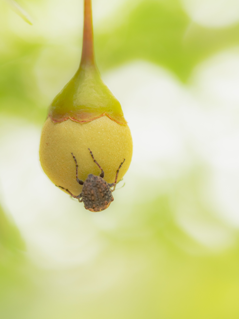 何かの実に何かの虫