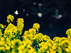 菜の花と蝶