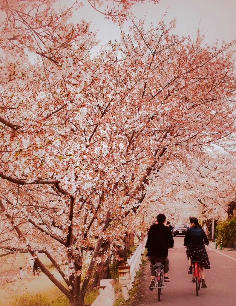 桜はもう散っている