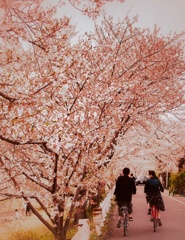 桜はもう散っている 桜はもう散っている