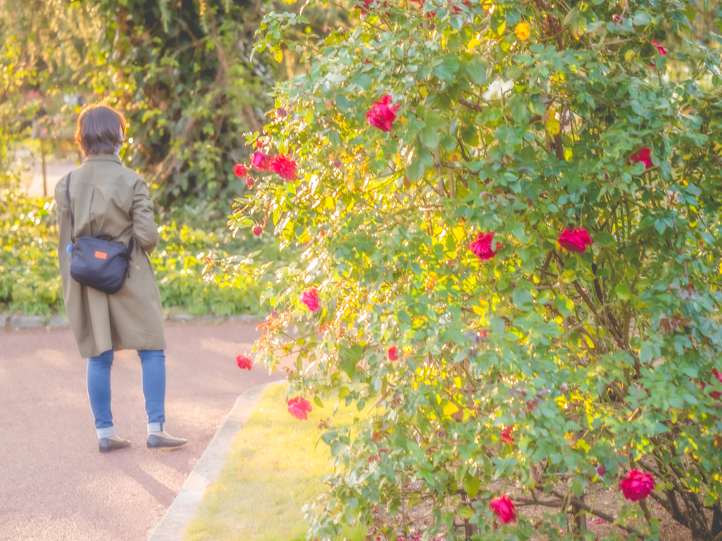 薔薇を楽しむ