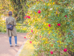薔薇を楽しむ