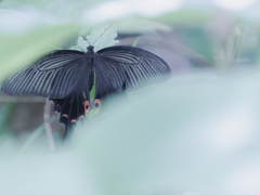 茂みの奥の黒い蝶