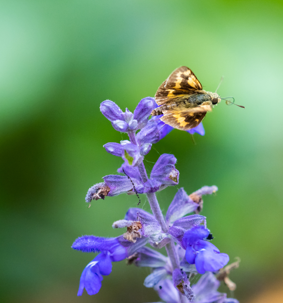 レアなタイプのセセリチョウ