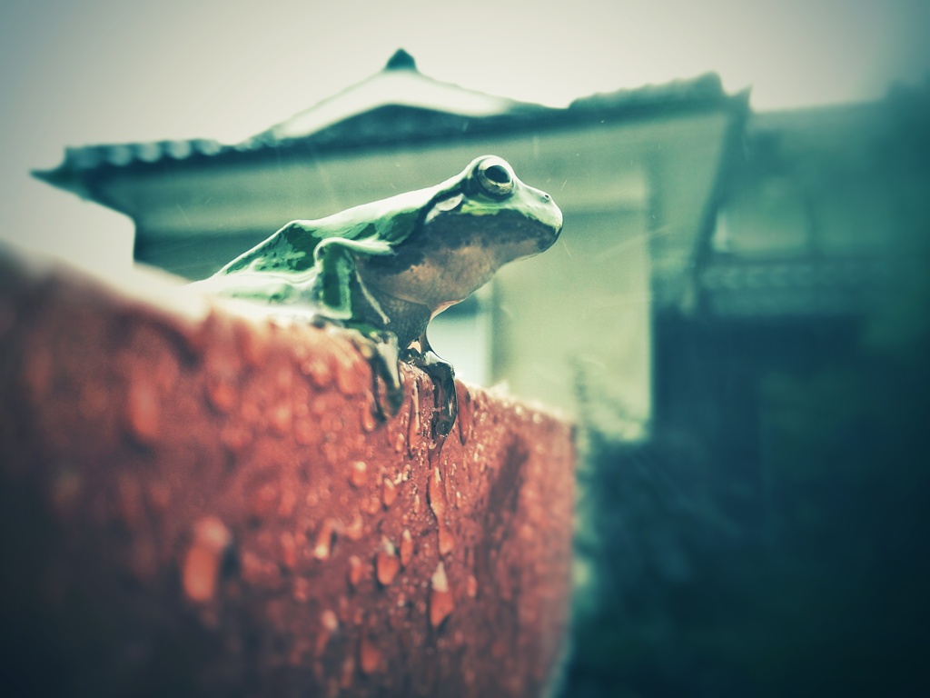 雨降ってケロ現る