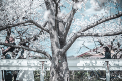 桜の魔力のようなもの