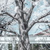 桜の魔力のようなもの