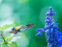 オオスカシバのような顔して・・・