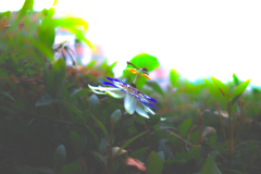 時が止まる花