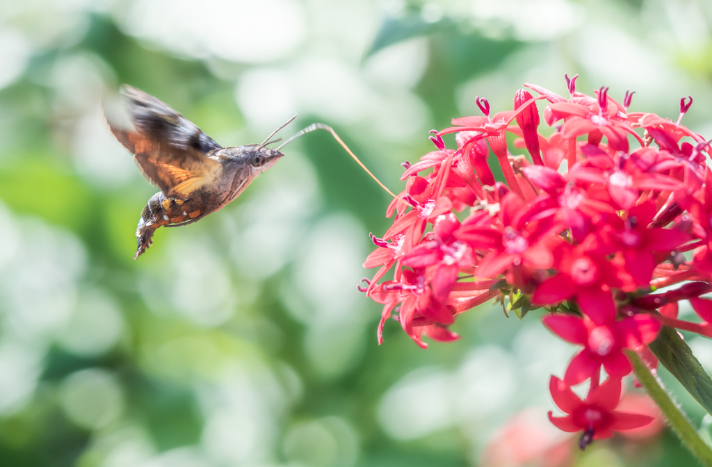 ホウジャクホバリング