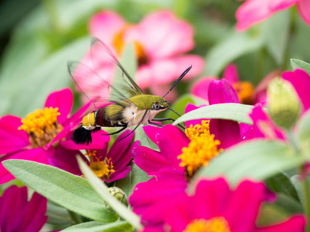 蛾の仲間とは思えない不思議な奴