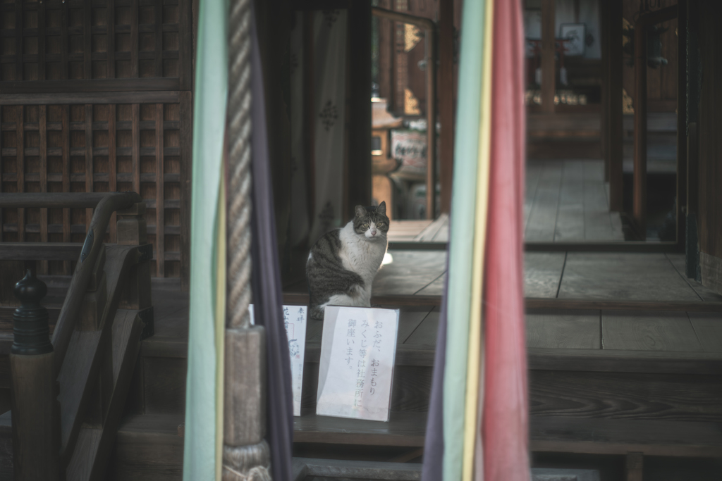 猫神様降臨
